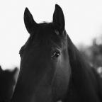 Tiberiu Bănică: Ochi de cai